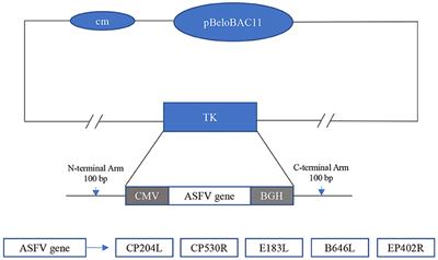 Construction and Evaluation of Recombinant Pseudorabies Virus Expressing African Swine Fever Virus Antigen Genes